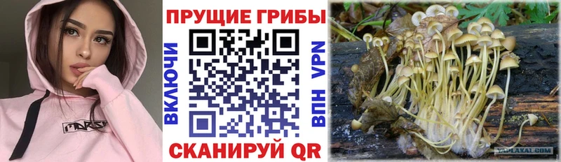 Псилоцибиновые грибы GOLDEN TEACHER  Среднеколымск 